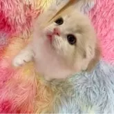 スコティッシュフォールド(折れ耳)