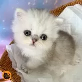 ペルシャ