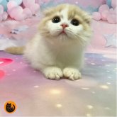 スコティッシュフォールド(折れ耳)