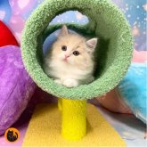 スコティッシュフォールド(立ち耳)