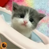 スコティッシュフォールド(立ち耳)