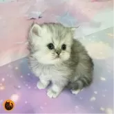 ミヌエット(長足)