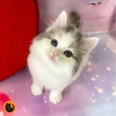 スコティッシュフォールド(立ち耳)