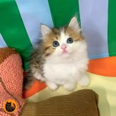 スコティッシュフォールド(立ち耳)