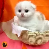 スコティッシュフォールド(折れ耳)