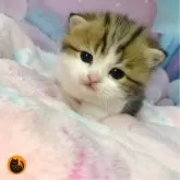 スコティッシュフォールド(立ち耳)