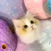 スコティッシュフォールド(立ち耳)