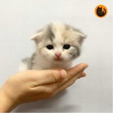 スコティッシュフォールド(立ち耳)