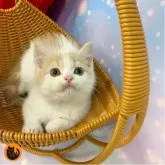 スコティッシュフォールド(立ち耳)