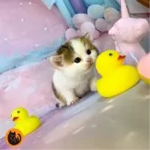 スコティッシュフォールド(立ち耳)