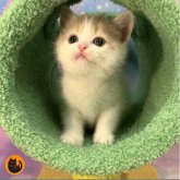 スコティッシュフォールド