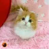 マンチカン(短足)
