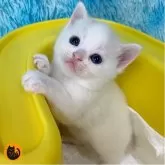 スコティッシュフォールド(立ち耳)