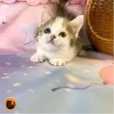 マンチカン(長足)