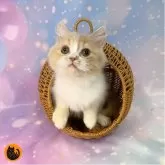 スコティッシュフォールド(立ち耳)