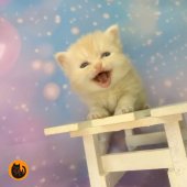 ミヌエット(長足)