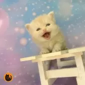 ミヌエット(長足)