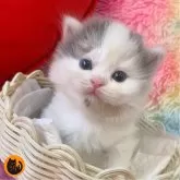 スコティッシュフォールド(立ち耳)