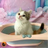 スコティッシュフォールド(立ち耳)