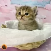 スコティッシュフォールド(立ち耳)