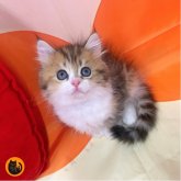 スコティッシュフォールド