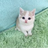 マンチカン