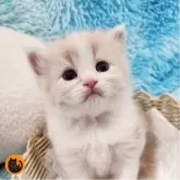 スコティッシュフォールド(立ち耳)