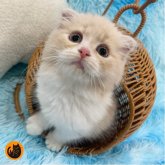 スコティッシュフォールド