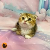 スコティッシュフォールド(折れ耳)