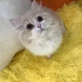 スコティッシュフォールド(立ち耳)【大阪府・男の子・2025年1月8日・クリームタビー&ホワイト】の写真2