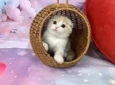 スコティッシュフォールド(折れ耳)【大阪府・女の子・2025年9月3日・クリームタビー&ホワイト】の写真2