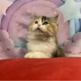 スコティッシュフォールド(立ち耳)【大阪府・女の子・2025年8月10日・キャリコ】の写真2