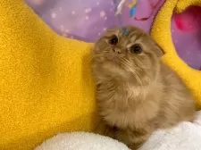 スコティッシュフォールド(折れ耳)【大阪府・男の子・2025年6月28日・レッドタビー】の写真2