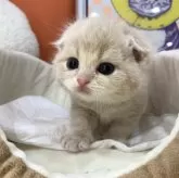 スコティッシュフォールド(折れ耳)【大阪府・男の子・2025年3月25日・クリームタビー】の写真3