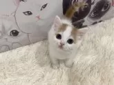 スコティッシュフォールド(立ち耳)【大阪府・男の子・2025年3月1日・レッドタビー&ホワイト】の写真3