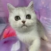 スコティッシュフォールド(立ち耳)【大阪府・男の子・2025年7月17日・シルバータビー&ホワイト】の写真3