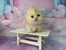 ミヌエット(短足)【大阪府・女の子・2025年11月22日・レッドタビー】の写真3