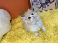 スコティッシュフォールド(立ち耳)【大阪府・男の子・2025年1月8日・クリームタビー&ホワイト】の写真4