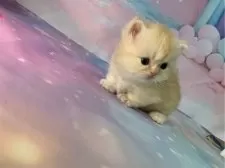 ミヌエット(短足)【大阪府・女の子・2025年11月22日・レッドタビー】の写真4