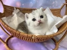 スコティッシュフォールド(立ち耳)【大阪府・男の子・2025年9月15日・シルバータビー&ホワイト】の写真5