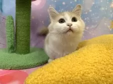 マンチカン(短足)【大阪府・男の子・2025年6月23日・クリームタビー&ホワイト】の写真2