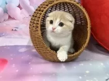 スコティッシュフォールド(折れ耳)【大阪府・女の子・2025年9月3日・クリームタビー&ホワイト】の写真4