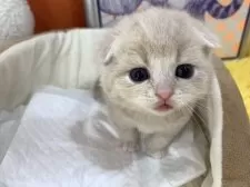 スコティッシュフォールド(折れ耳)【大阪府・男の子・2025年3月25日・クリームタビー】の写真4