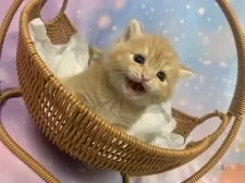 スコティッシュフォールド(立ち耳)【大阪府・男の子・2025年9月25日・レッドタビー】の写真5