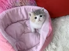 スコティッシュフォールド(立ち耳)【大阪府・女の子・2025年2月19日・ダイリュートキャリコ】の写真3