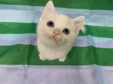 スコティッシュフォールド(立ち耳)【大阪府・男の子・2025年8月2日・クリームタビー&ホワイト】の写真5