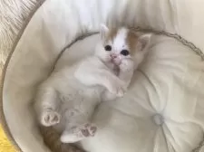 スコティッシュフォールド(立ち耳)【大阪府・男の子・2025年3月1日・レッドタビー&ホワイト】の写真8