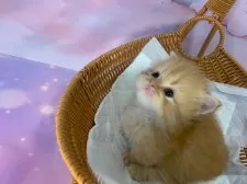 ミヌエット(短足)【大阪府・女の子・2025年11月22日・レッドタビー】の写真5