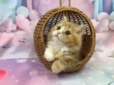 スコティッシュフォールド(立ち耳)【大阪府・女の子・2025年8月23日・レッドタビー&ホワイト】の写真2