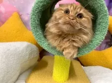 スコティッシュフォールド(折れ耳)【大阪府・男の子・2025年6月28日・レッドタビー】の写真5